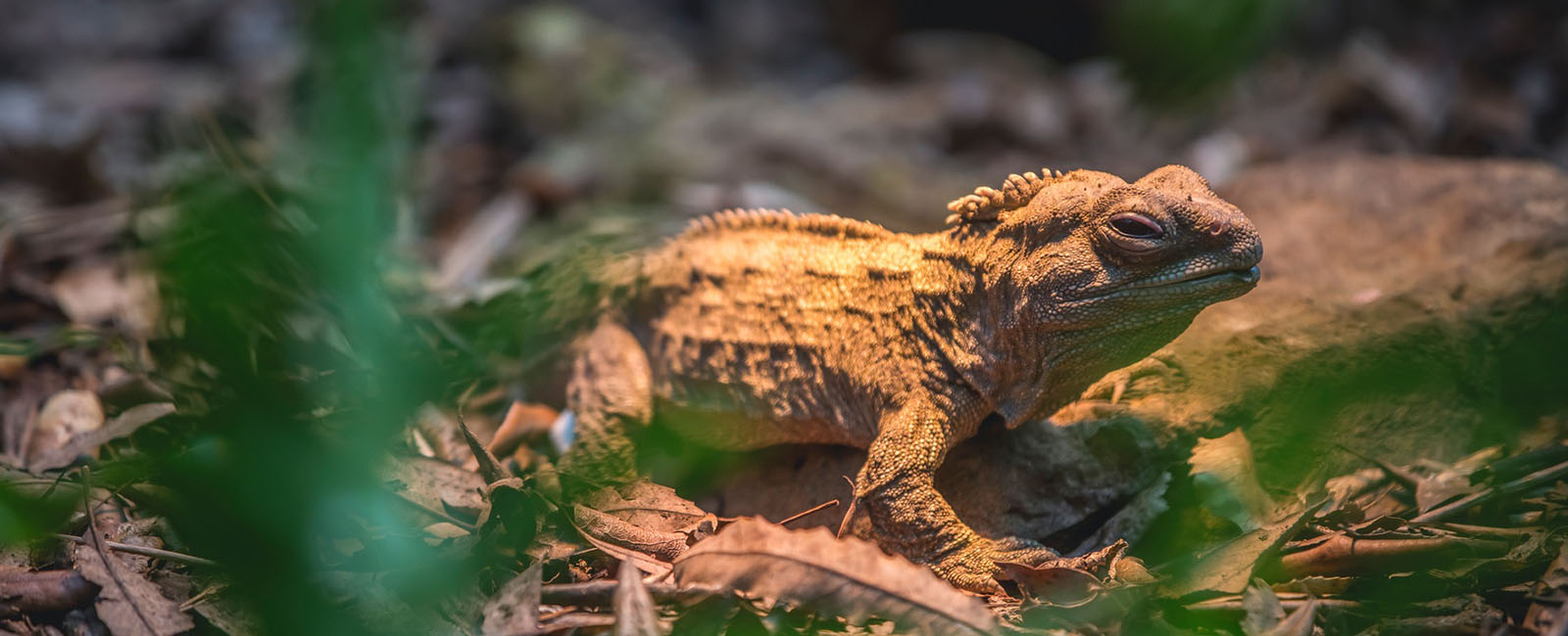 A lizard behind some leafy fronds