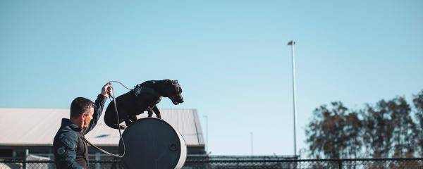 AFP detector dogs and their handlers undergo thorough and on-going training 